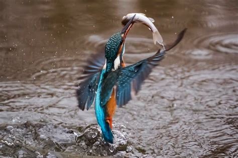 13 Birds that Eat Fish (with Photos) .